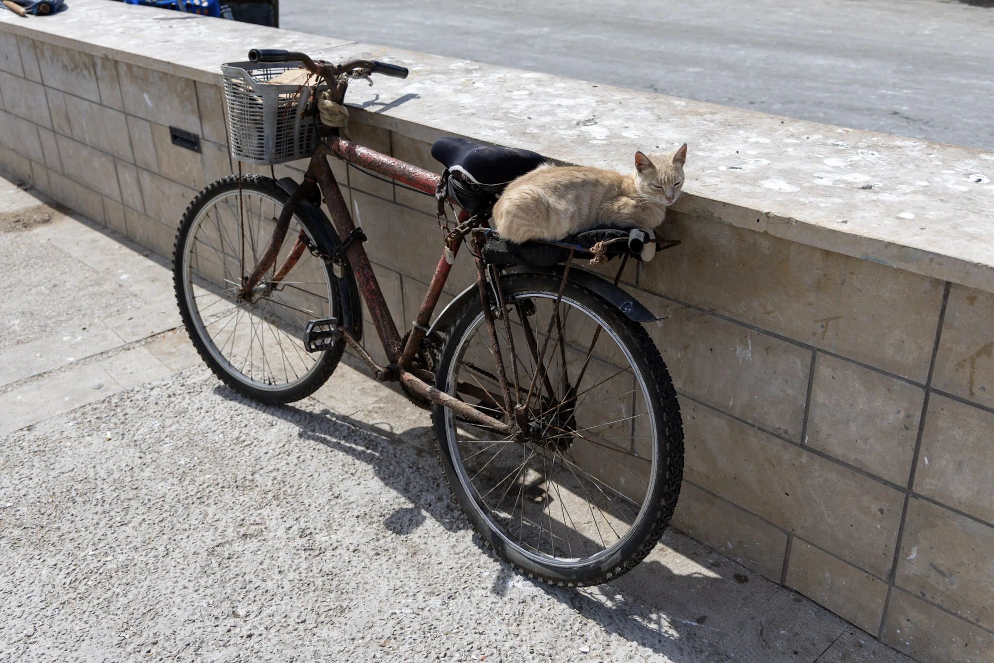 A cat resting on a bicycle parked beside a tiled wall.