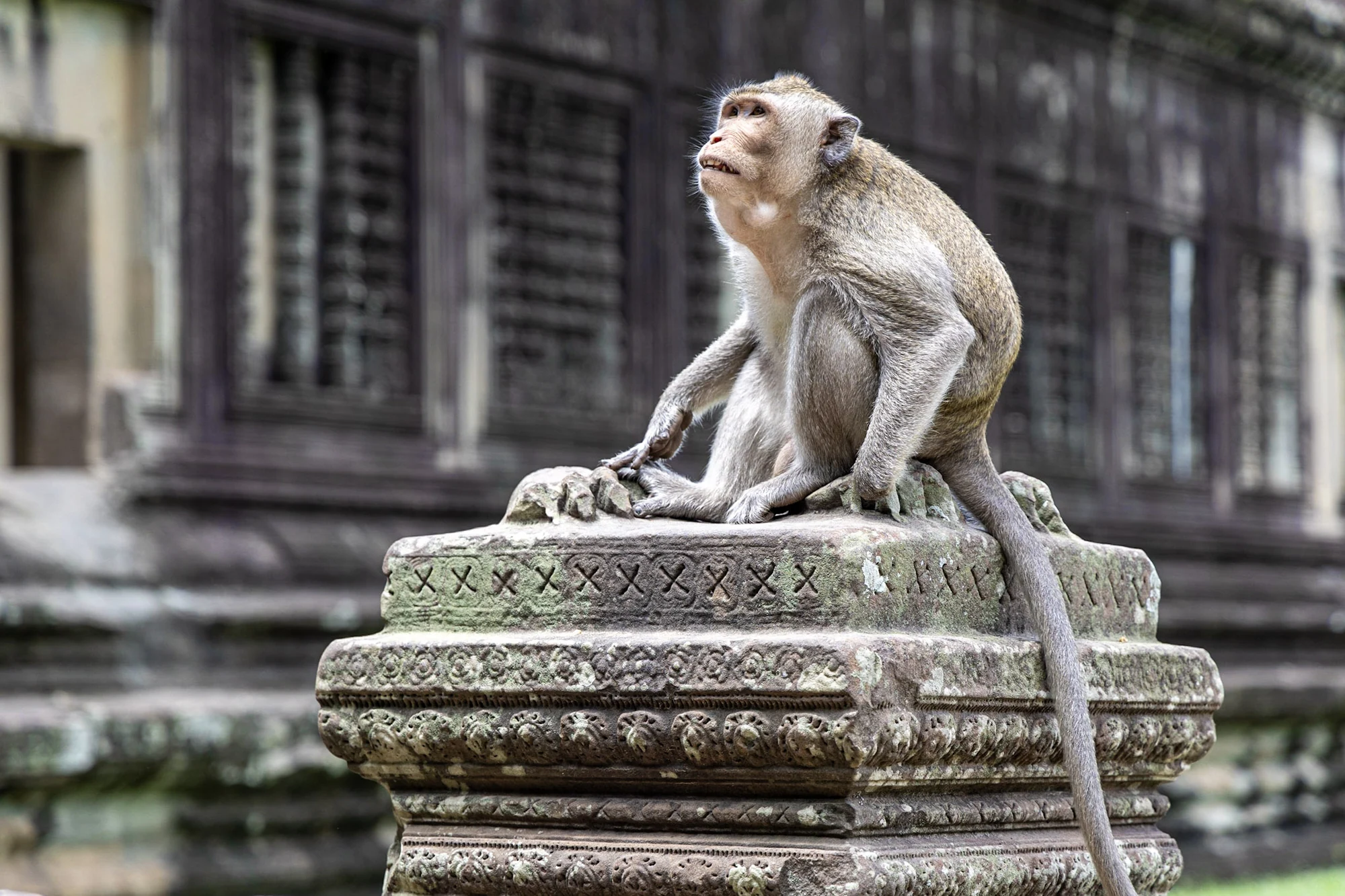 A macaque sitting on a carved stone plinth in front of a temple.
