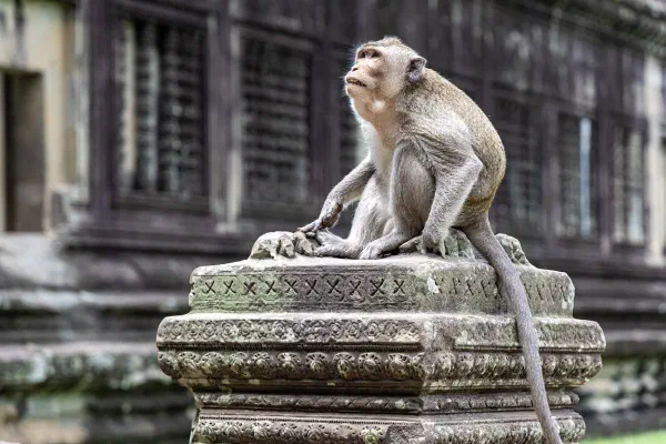 A macaque sitting on a carved stone plinth in front of a temple.