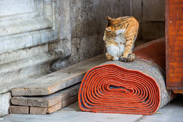 A ginger cat beside a rolled red mat in a stone doorway.