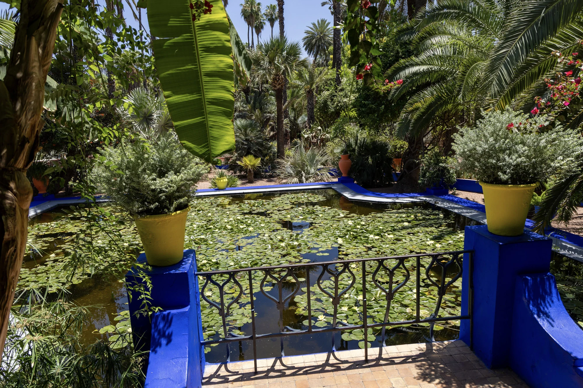 A pond and palms framed by cobalt-blue garden walls.