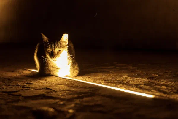 A cat resting in a narrow beam of golden light inside a dark doorway.