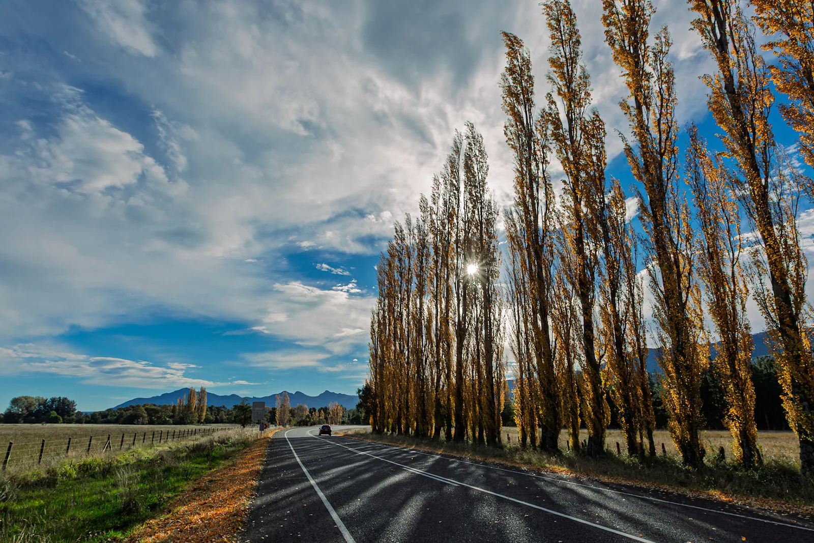 An empty road lined with tall trees beneath a dramatic sky.