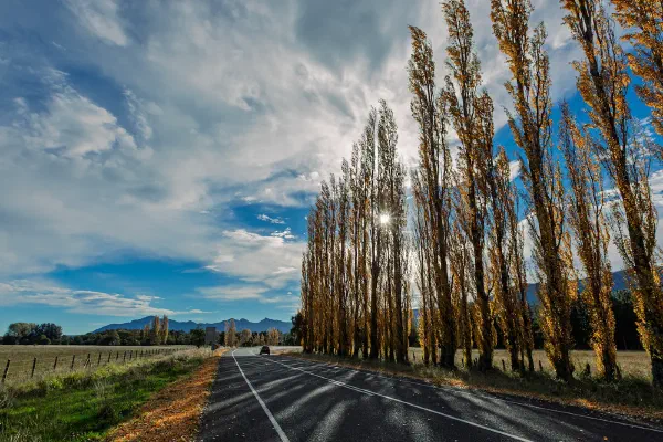 An empty road lined with tall trees beneath a dramatic sky.