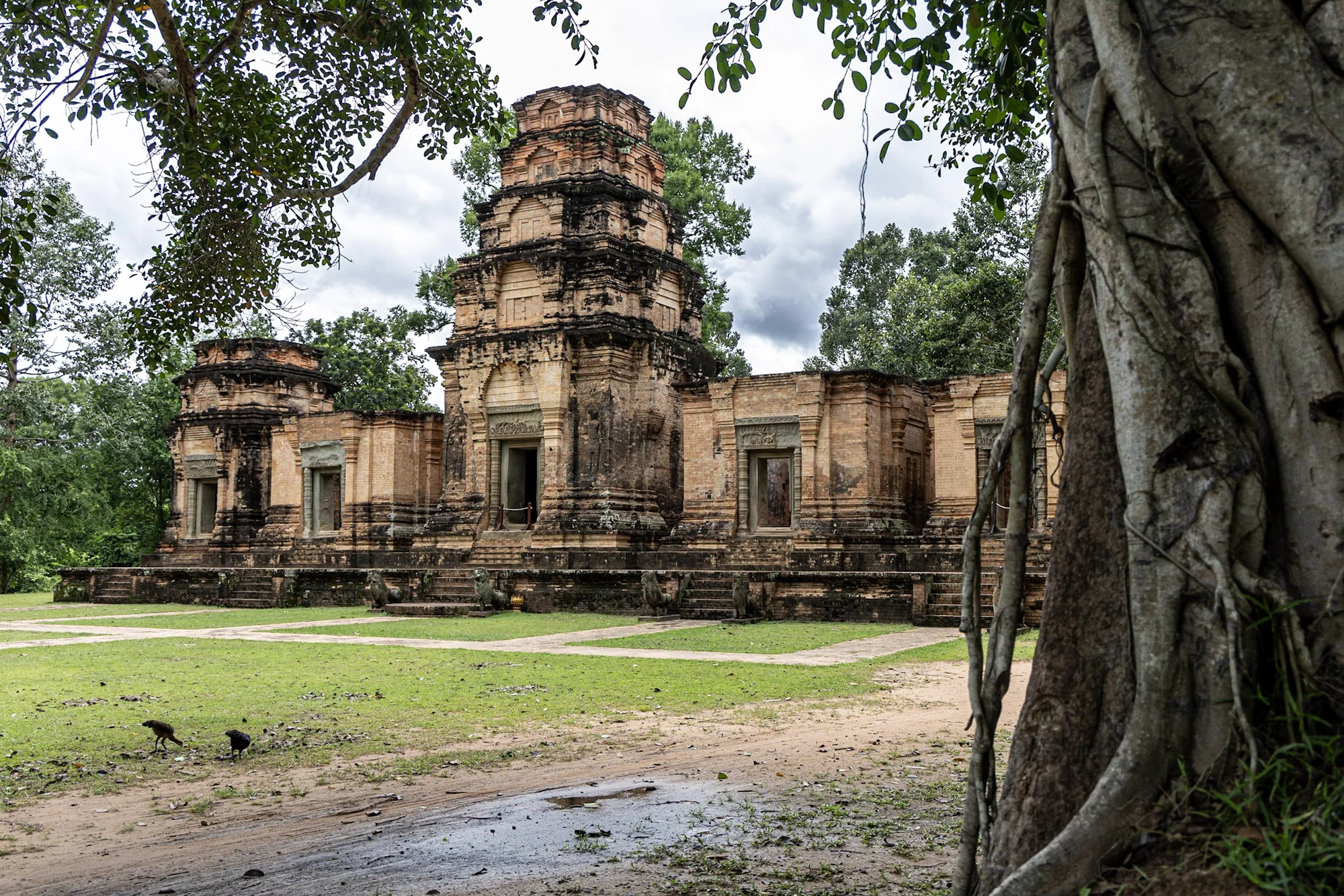 Brick temple towers framed by the trunk and branches of a large tree.