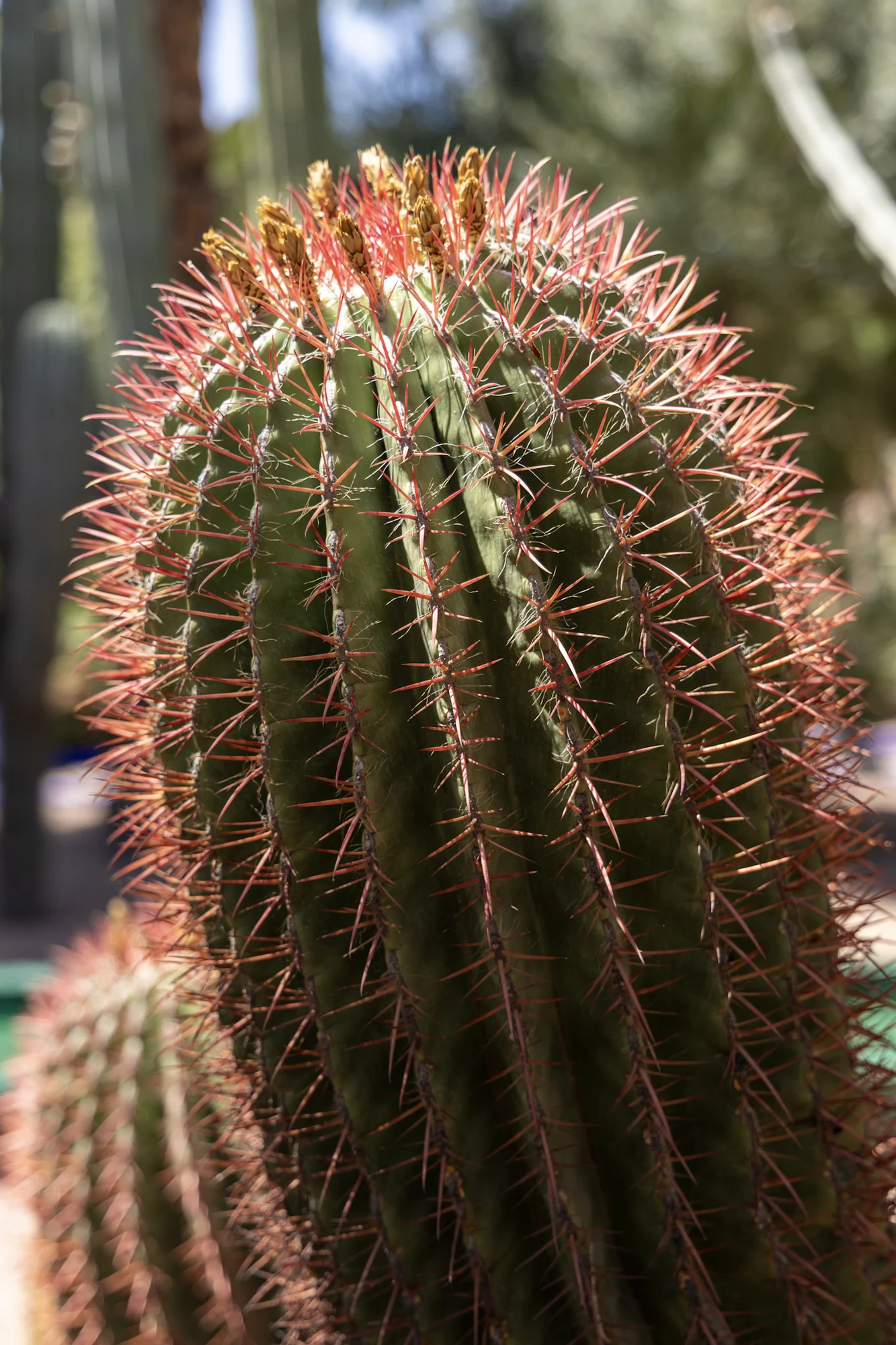 A close view of cactus ribs and spines in warm sunlight.