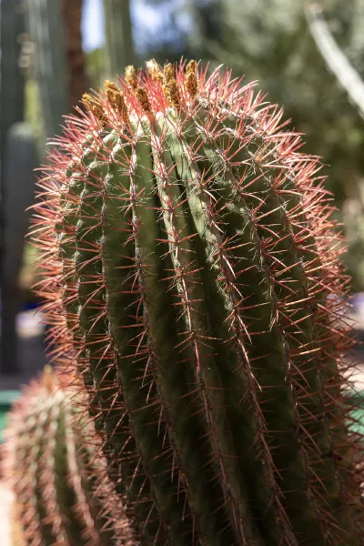 A close view of cactus ribs and spines in warm sunlight.